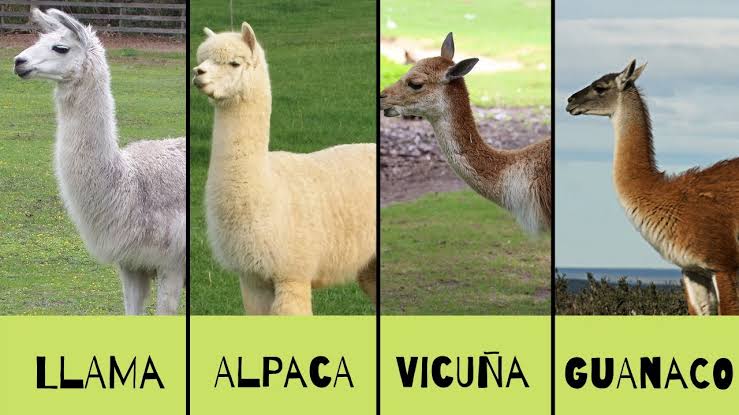 Имя альпака какое выбрали
