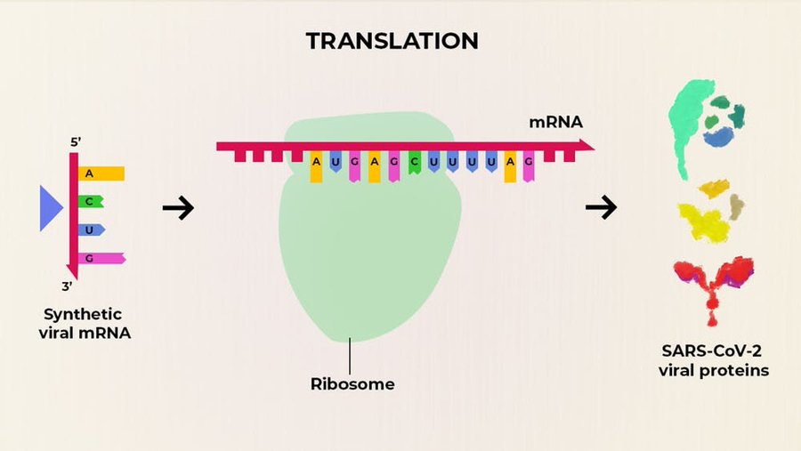 2. The mRNA is encased in a formulation of fatty material that helps it get inside our cells. There, it's "translated" into a piece of the Spike protein which activates our immune system to make antibodies & T cells so when we're exposed to the live virus, we can clear it.