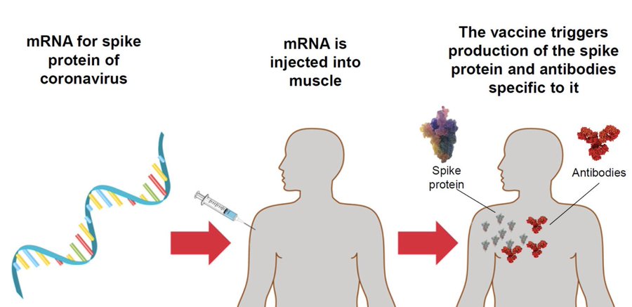 3. mRNA vaccines do not contain the virus itself—just the Spike portion—& pose no risk of infection. Moderna and Pfizer's early results showed those w/ 2 injections had about 90% fewer cases of symptomatic  #COVID19 than those who got the placebo.