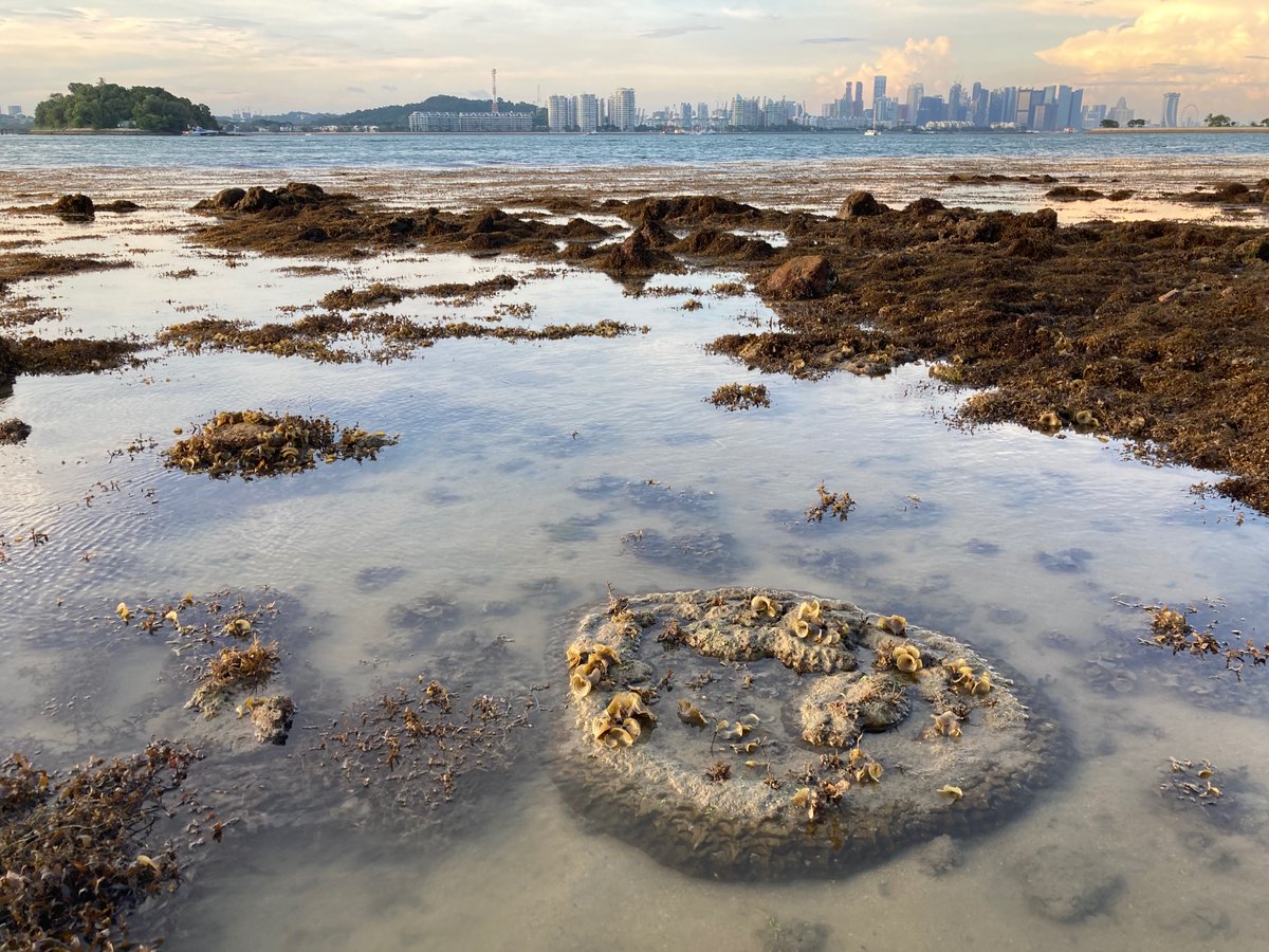 More microatolls in Singapore, more diedowns in 2020.  This from St John Island