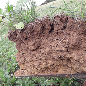 ChambagriPdL's tweet photo. [agripdl] Pour comprendre pourquoi la plante réagit de telle ou telle manière faites un profil de sol ! De la pédogénèse aux caractéristiques du #sol et de son fonctionnement, le #profildesol est une vraie mine d'or ! #agronomie 👉 https://t.co/WtA1CQ6q8P https://t.co/B652Hi5gJS
