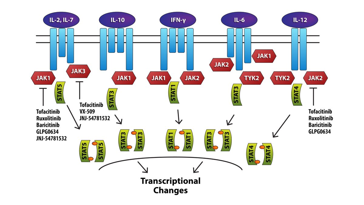 IBD_Afzali's tweet photo. @MondayNightIBD @DCharabaty @abbvie @pfizer @BMC_series 5/ Let's talk JAK-STAT pathway
📌Major signaling cascade situated downstream from multiple cytokine & growth factor receptors
📌#JAKis can modulate multiple inflammatory pathways
📌In some cases via targeting🎯>1 JAK https://t.co/OMNPAqkY3B
