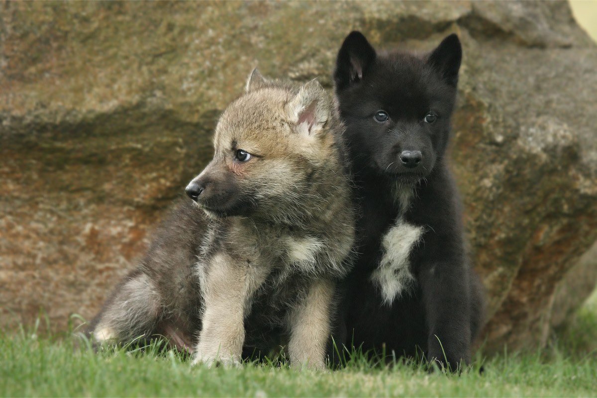Savethewolves4's tweet photo. #savethewolves 🐺

https://t.co/bsS81iQPYT https://t.co/D6ydhpsjKc