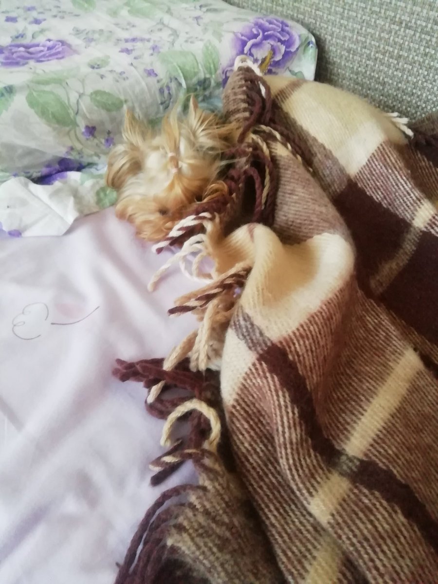 Stupid_Poetry's tweet image. #ModPoLive as per usual, sweet baby Keks for final words