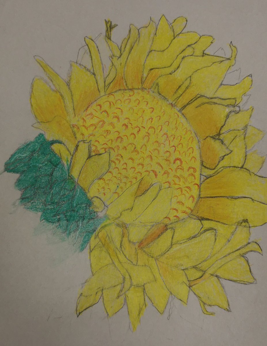missmarshallart's tweet photo. Some more sunflower studies by the S2's to brighten up your Monday 🌻😊

#vangogh #sunflowers #s2 #thisisbrechin https://t.co/EhTqveBFcv