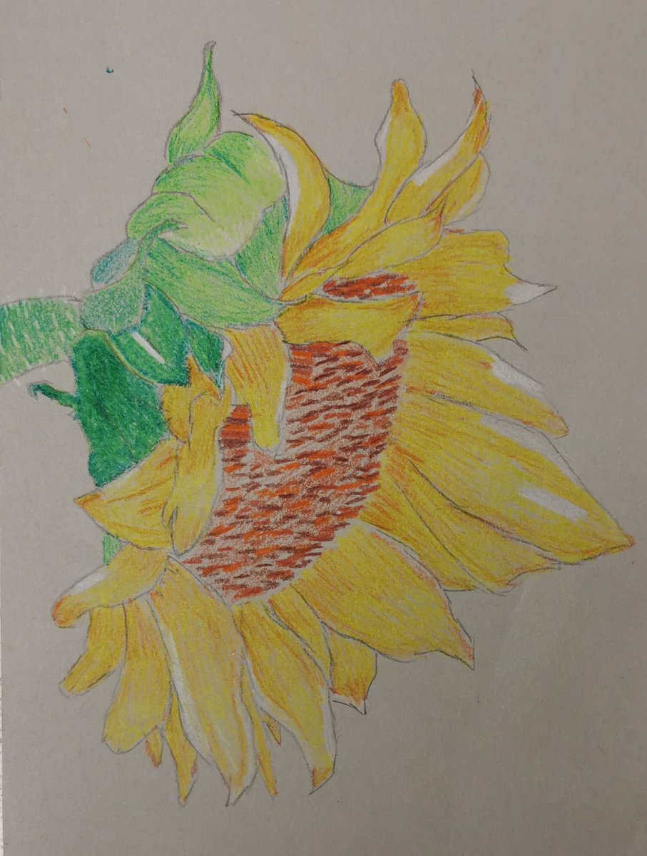 Some more sunflower studies by the S2's to brighten up your Monday 🌻😊

#vangogh #sunflowers #s2 #thisisbrechin
