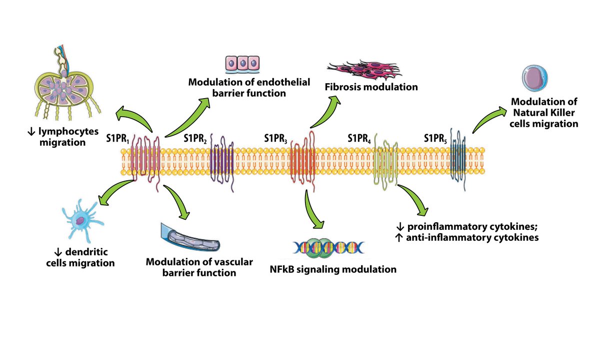 IBD_Afzali's tweet photo. @MondayNightIBD @DCharabaty @abbvie @pfizer @BMC_series @NEJM @APandT @AGA_Gastro 11/ 🔑#S1PR agonism
🔺 Novel strategy in the treatment of #UlcerativeColitis
🔺 PO meds
🔺Targets lymphocyte recirculation, through blockade of lymphocyte egress from the lymph nodes 👇👇
@ExpertOpinion https://t.co/Z3Qs1KN2FN