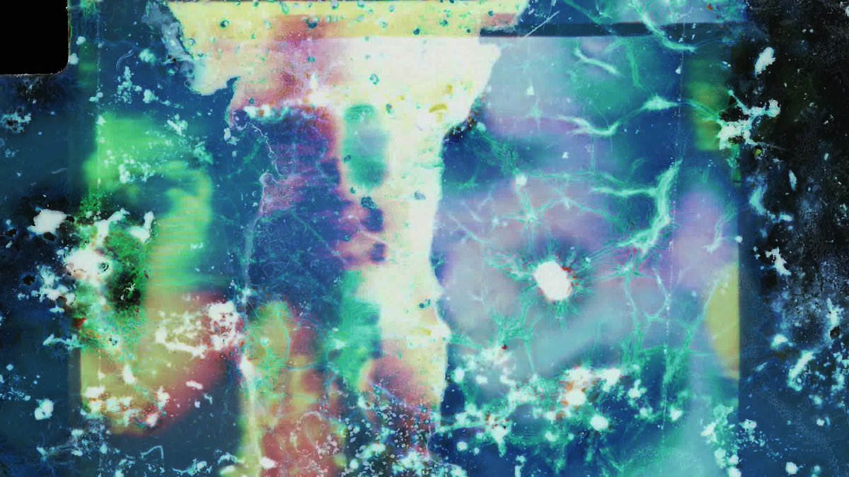 🎞️📽️ Derrière une esthétique #glitch et grâce à des outils qualifiés de désuets, le cinéaste expérimental Guillaume Vallée nous entraine disséquer des sujets bien tangibles, comme la masculinité toxique ou encore l'anxiété: souslafibre.com/article/3-2-qu… #artvisuel #video #cinema