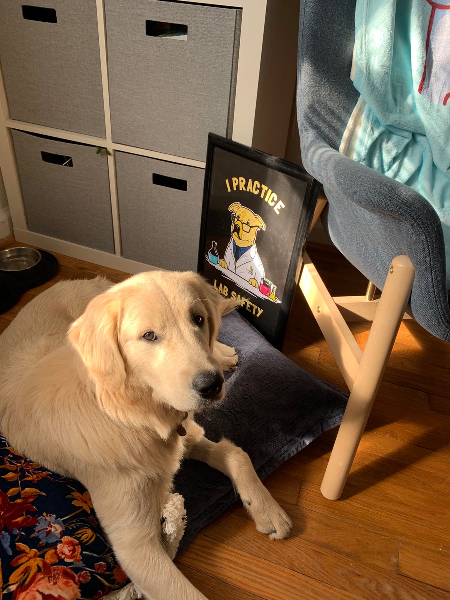 Prepping some virtual labs for the week. Local safety officer is watching closely 👀