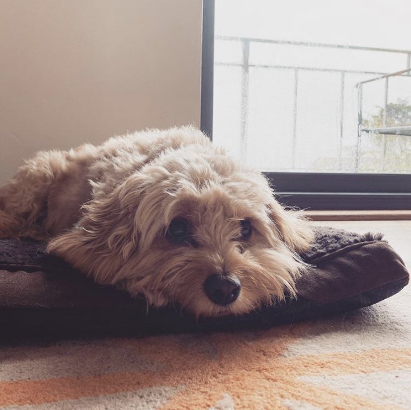 Mr Doodles tweet media