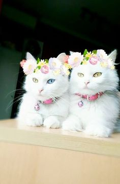 LuciaColon21's tweet photo. How cuteness 🥰💞🥰
#cats #catsofinstagram #cat #catstagram https://t.co/Cv2csCUovi