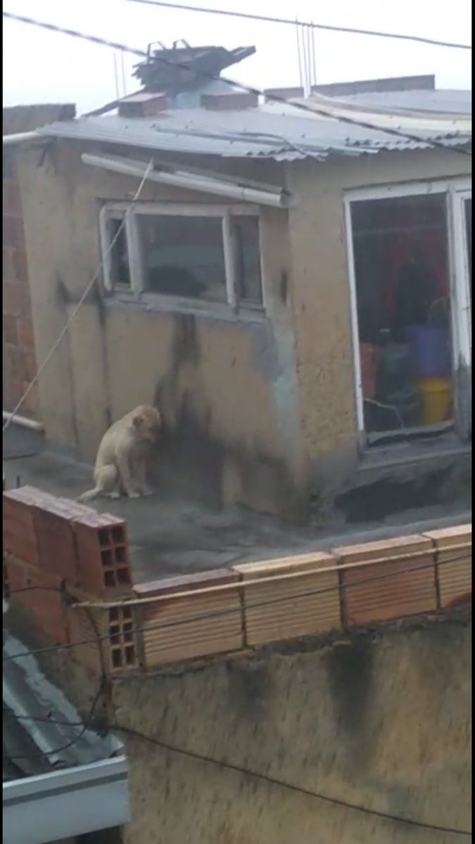 grand_lili's tweet photo. Me da irá, q después de 2 años reporten: PERRITO EN MALTRATO desde hace mas de 2 años. NO tiene como cubrirse de la lluvia, del frío, del sol, le dan alimento de vez en cuando
y a veces el valde del agua volteado. Kr 6 F este # 90 D -27 sur Barrio Alfonso Lopez - Usme, Bogotá https://t.co/pgJK0UYm6k