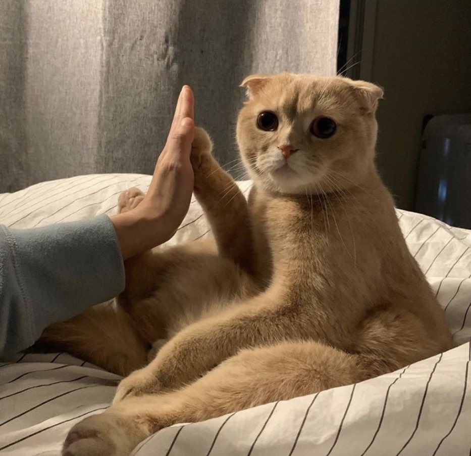 ไฮไฟว์หน่อยครับเดี๋ยวให้ขนม (*ฅ́˘ฅ̀*)♡