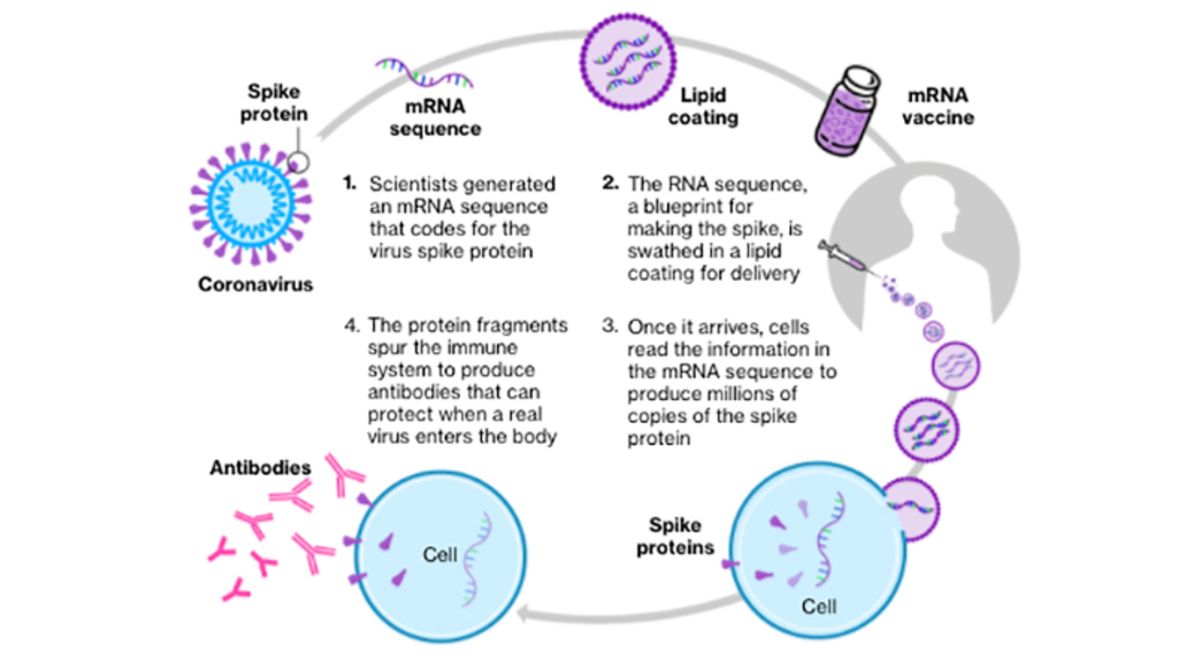 Both shots use messenger RNA  mRNA never been used before to develop an approved vaccine The vaccines instruct cells to make copies of the spike protein of the coronavirus, stimulating the creation of protective antibodies  https://trib.al/DhEf0go&nbsp;
