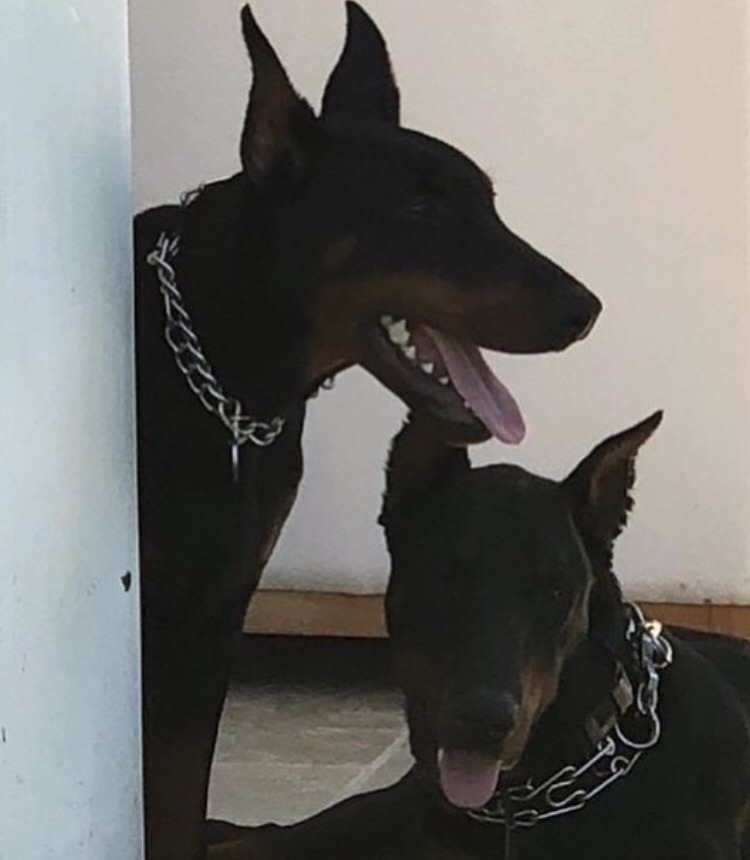 ARTIFAXING (@pedestrian) on Twitter photo 