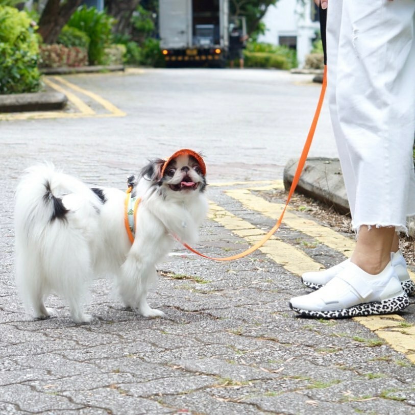 NozonozoShizuku's tweet photo. #walkies
みんなでお散歩🐾
#japanesechin #japanesechinstagram #chinstagram #japanesechinlovers #flatfacedog #狆 #狆すたぐらむ #ちんすたぐらむ #鼻ぺちゃ犬 #帽子犬 #uniqlojeans #adidasstellamccartney #fuzzyard #reddingo #singaporelife https://t.co/oYlrw4JUfn https://t.co/L7oq3NgMfJ