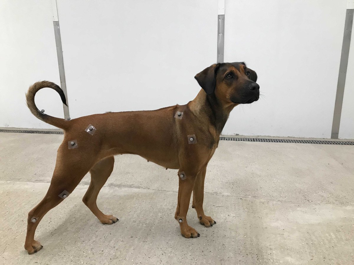 The use of accelerometers can enable the analysis of gait parameters in real world scenarios outside the lab, while motion capture is often considered the gold standard for validating such methods.