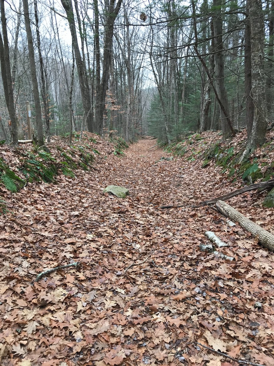 And if you walk up this forest road, lined with Christmas ferns, a little way...