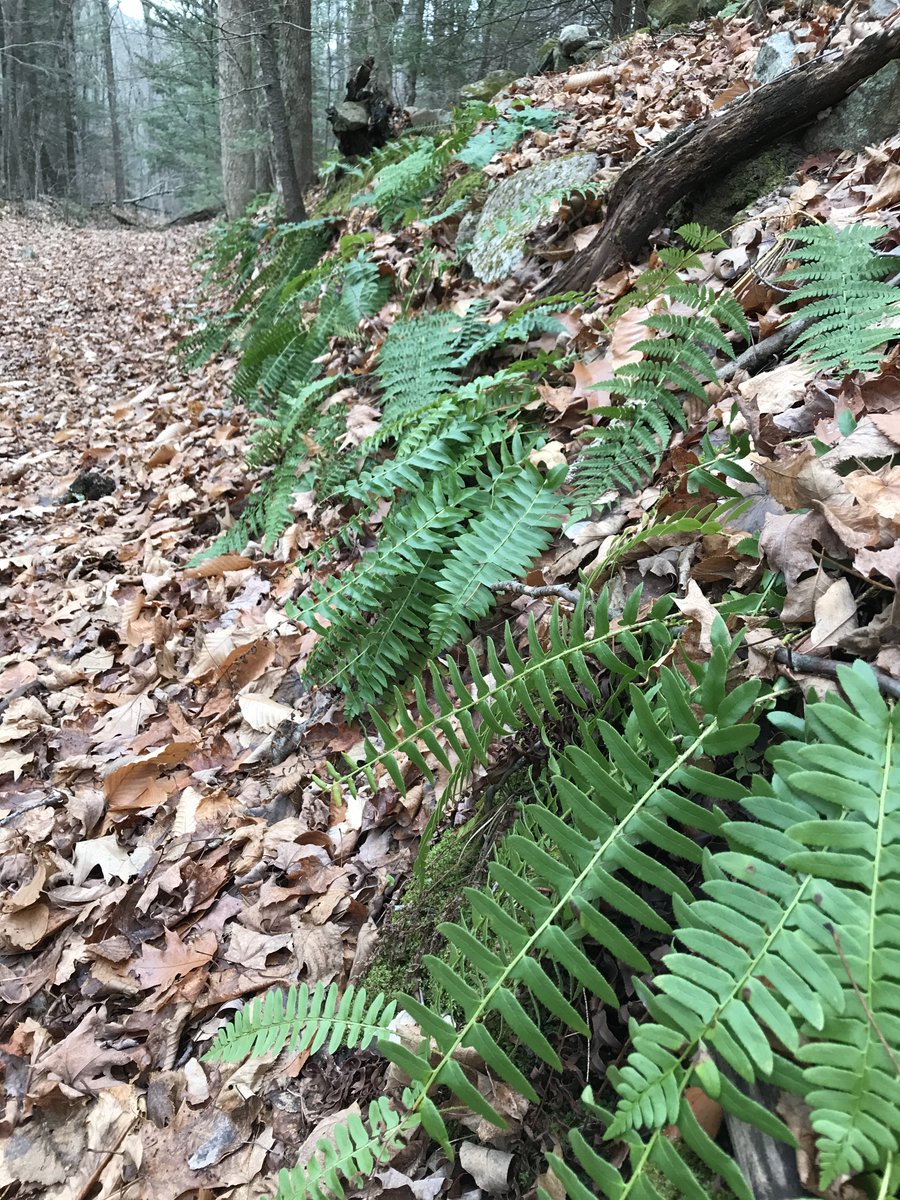 And if you walk up this forest road, lined with Christmas ferns, a little way...