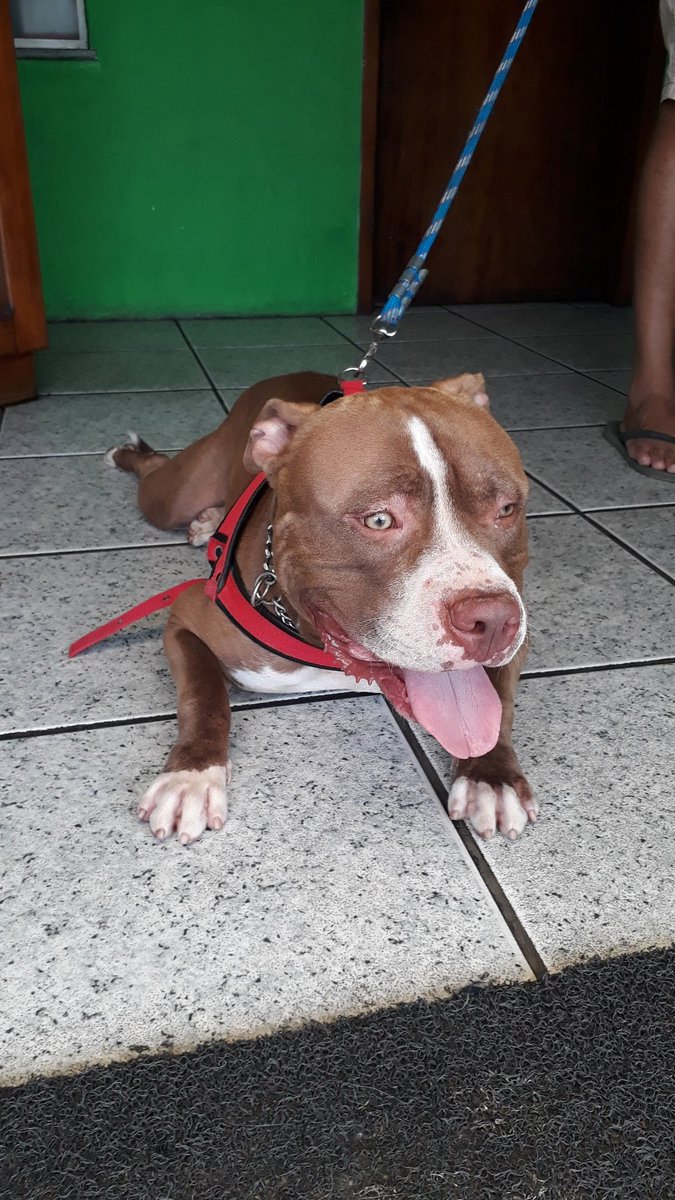 eduardovizim's tweet photo. Sigo fazendo amizade...
Rock!!! 
.
.
#americabully #standard #dogs https://t.co/3koI9nzBIK