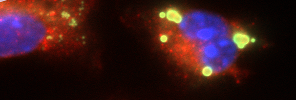 SchabbauerLab tweet media