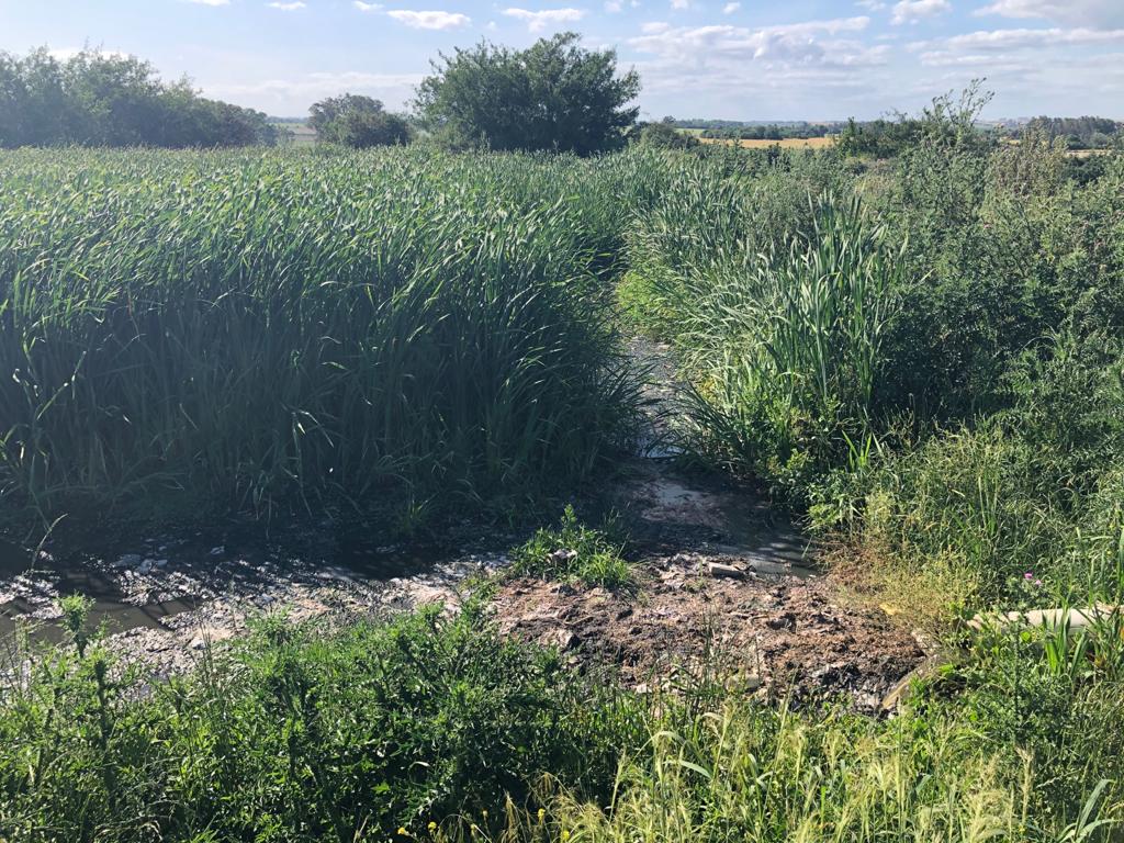 EntrebichitosMEN tweet media