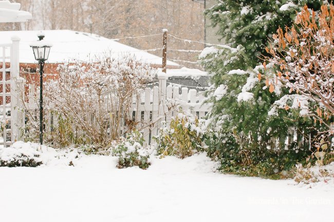 MomentsintheG's tweet photo. Love my lantern in the front flower bed. #moresnow #snowfall #winterscenes #wintercomeearly #wintergarden #seasonalshift #momentsinthegardenphotography https://t.co/RiJcl9O3jM