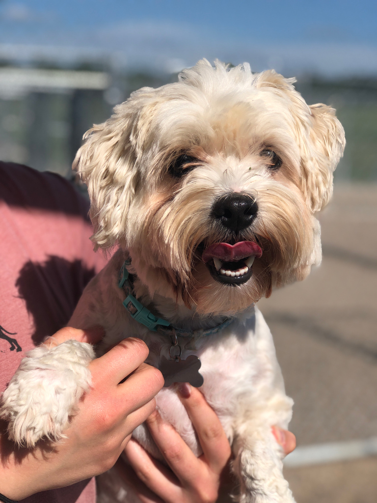CanineAcresFF's tweet photo. We've still got some boarding spots for Thanksgiving weekend! Make sure your pup is pampered &amp; perfect for pick up, add an exit bath for $25 on to their stay. They'll be smelling great as you return from celebrating. 
Give the shop a call or book online to save their spot today! https://t.co/PEtxRE8UyG