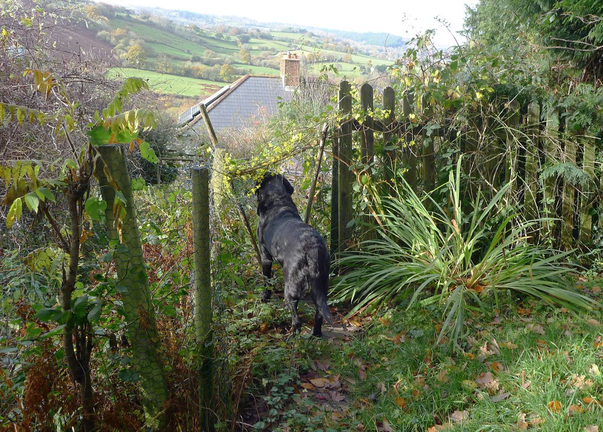 Tilly's afternoon: poking her head through a hole in the fence to spy on the neighbour's cats. (The hole was created for just that purpose.)