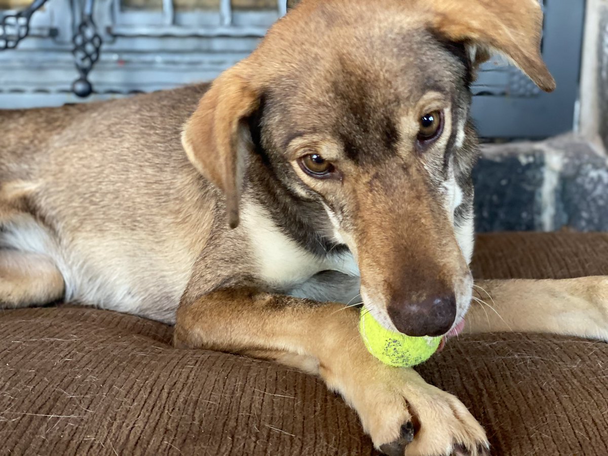 I gave her a ball to cheer her up, and y’all, when I say she SIGHED before taking it...