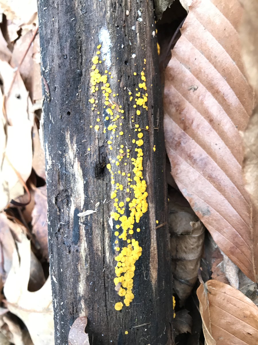 And because I haven't photographed the beautiful Milky Way, which we can see at night here, here is a constellation of slime molds, shining from the forest floor. The end.