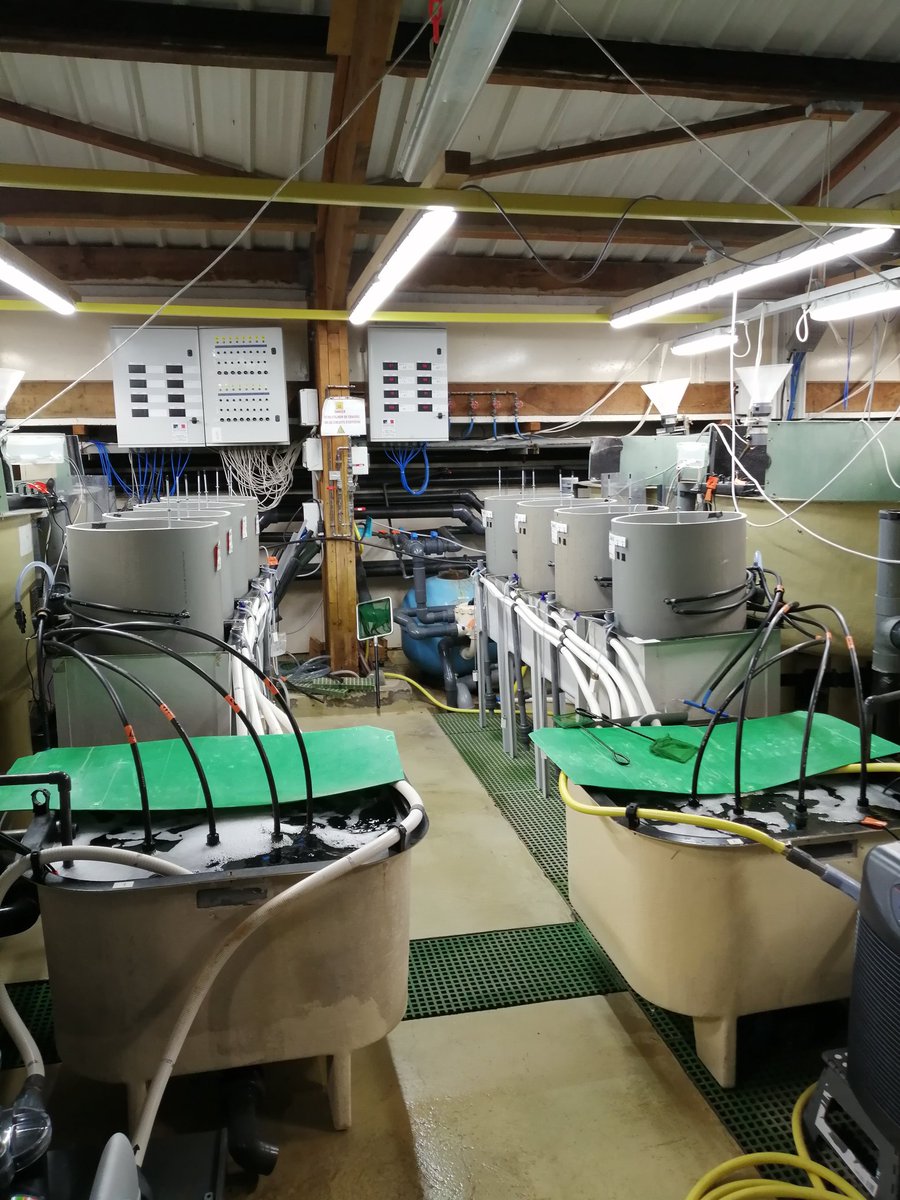 afishyonado's tweet photo. Energetics of feeding mode in #sardines, with tank #respirometry. https://t.co/y1qo5fYDW8