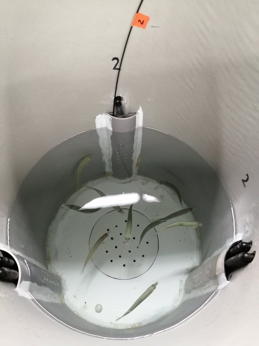 afishyonado's tweet photo. Energetics of feeding mode in #sardines, with tank #respirometry. https://t.co/y1qo5fYDW8