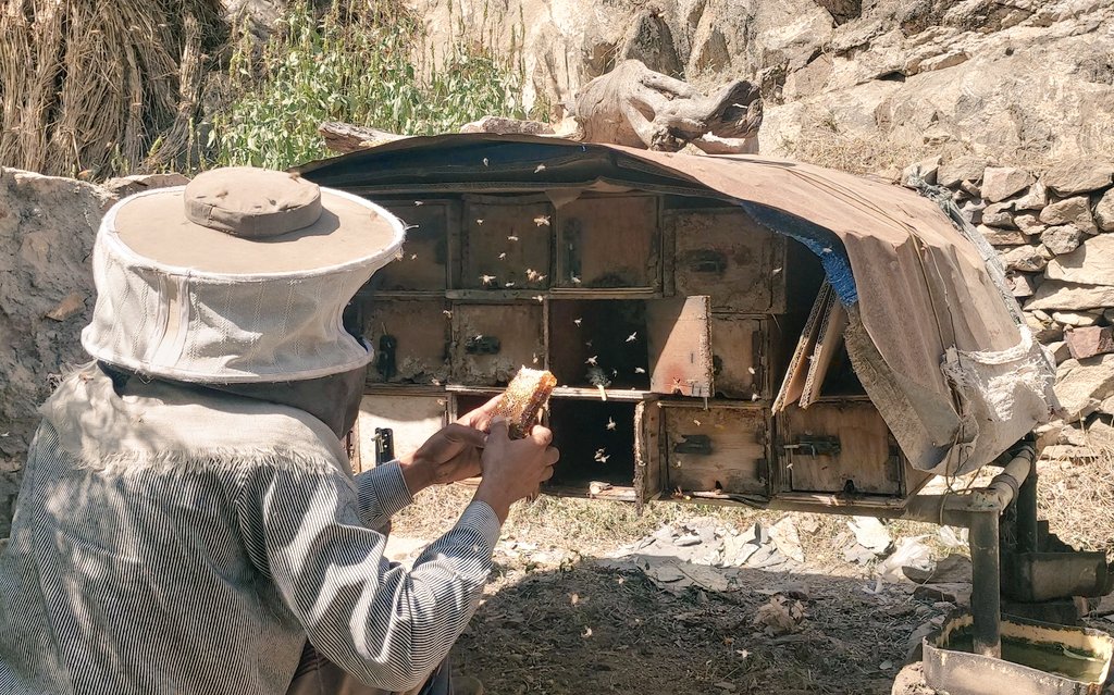 SFDYemen's tweet image. Our #Innovative_solutions thru #VSLA give villagers a resilience lesson saying &quot;coming together can address challenges of each other&quot;.
After a series of meetings and savings, some VSLA members in Rahad, #Ibb started their livelihoods to best meet their families&apos; multiple needs