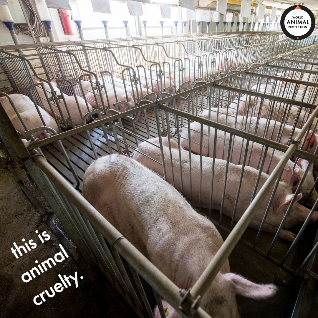 World Animal Protection US on Twitter: World Animal Protection US on Twitter: