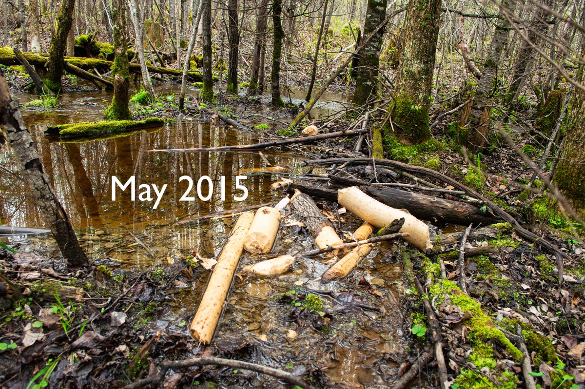In May 2015, we made a fortuitous discovery! Wolf V009 had pulled a beaver out of a tiny, little creek in the middle of the forest and killed it. After we found the kill, we walked upstream and discovered a new little dam on the creek (see pics). (1/7)