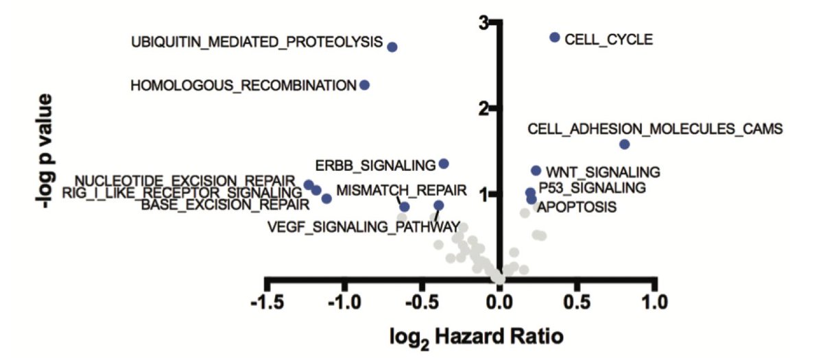 We initially hypothesized that alterations in HR would improve response to checkpoint inhibitors (ICI) in humans. Analyzing MSK-IMPACT data of patients who received ICI for mutations in pathways, identified that patients with HR mutations had improved OS after ICI. 5/N
