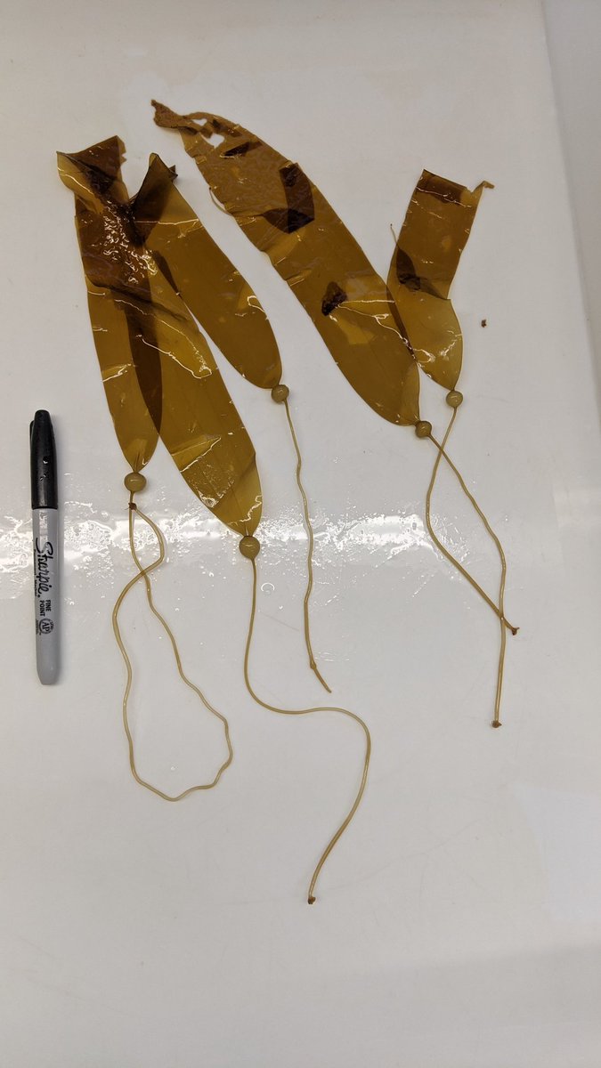 MontBaySeaweeds's tweet photo. Chefs, Monterey Bay Seaweeds now produces and sells baby bull kelp (Nereocystis luetkeana) as "baby bulls". 100% sustainably farmed on land. Tender with floats the size of olive and a fresh kelp flavor. Call or text 831-224-3444 to order https://t.co/hah0jCLypM