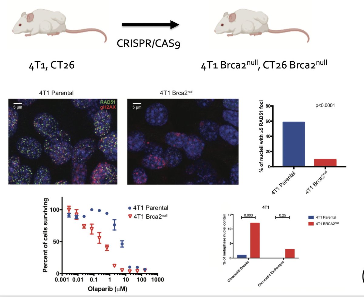  @rsamstein wanted to functionally test this & developed syngeneic murine models of HR deficiency. He developed BRCA2-null models in 4T1 and CT26 that had canonical features of HRD, including decreased RAD51 foci after IR, increased chromatic breaks, and sensitivity to PARP(i) 6/N