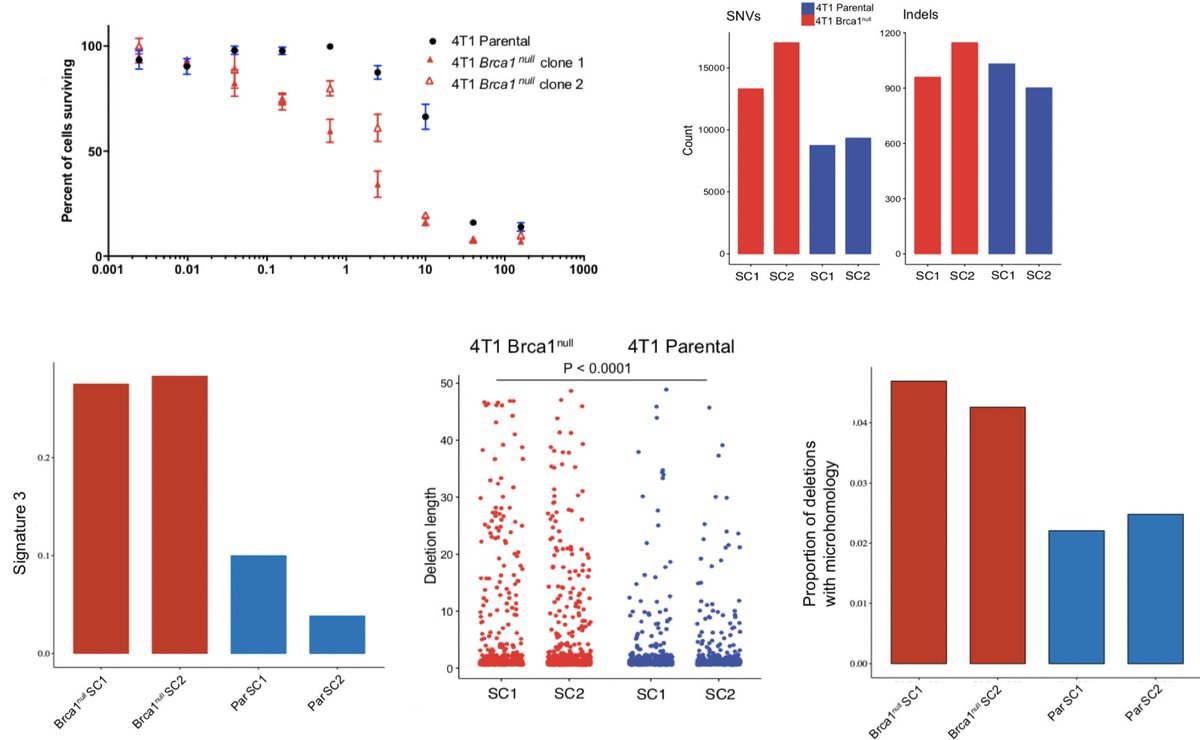 @rsamstein subsequently developed a 4T1 BRCA1-null model, which again demonstrated canonical features of HRD, parp(i) sensitivity, increase in TMB, signature 3 mutagenesis, and indels with microhomology. Interestingly, numerically, indels were only slightly higher. (9/N)