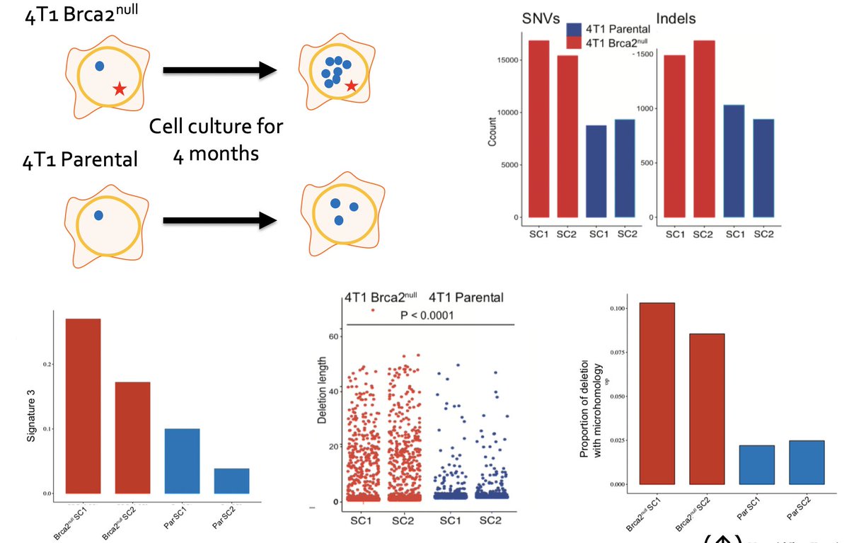 We performed WGS on these models & identified characteristic mutational signatures of HRD described by  @SerenaNikZainal & others. They had an increased TMB, in indels, an increase in signature 3 related mutagenesis, & an increase in indels with micro-homology. (8/N)