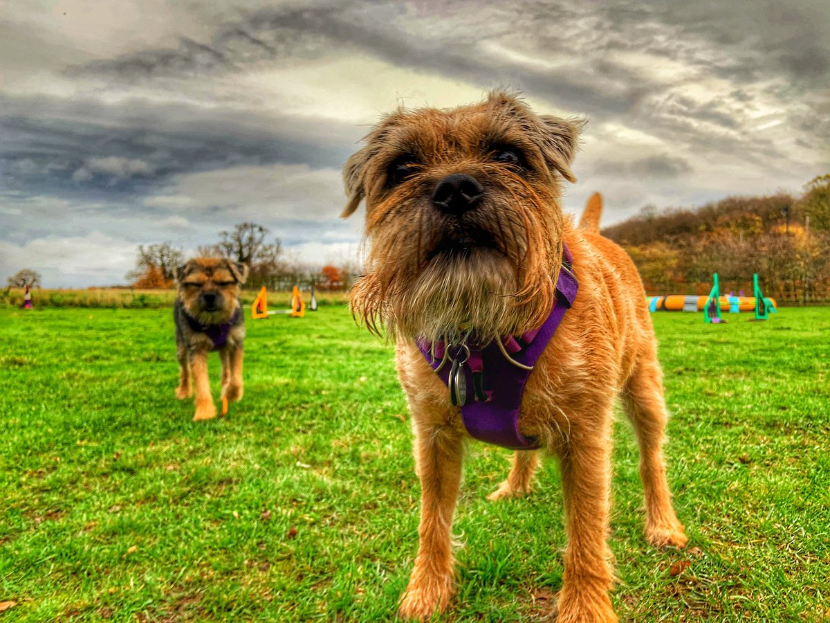 ScrappyN's tweet photo. Who looks the more professional... me 🧐 or @DuncanPickles 🤪 #ScrappyNelson #dogsoftwitter  #agility #Ruffwear #FrontRangeHarness #Ruffweardogs #MondayMotivation https://t.co/N81s4KoICt