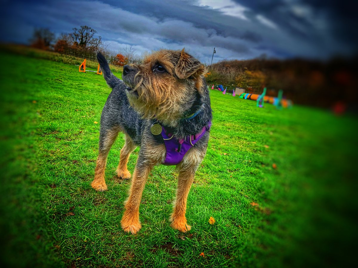ScrappyN's tweet photo. Who looks the more professional... me 🧐 or @DuncanPickles 🤪 #ScrappyNelson #dogsoftwitter  #agility #Ruffwear #FrontRangeHarness #Ruffweardogs #MondayMotivation https://t.co/N81s4KoICt
