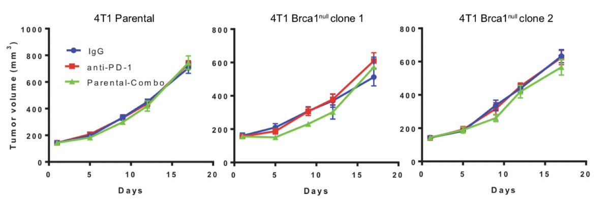 To our surprise, the 4T1 BRCA1-null model was NOT sensitive to ICI. We first were not sure what to make of this, but contemporaneous work from Geoffrey Lindeman (Nolan, et. al., Sci Trans Med), group showed similar results in a GEMM model of BRCA1 deficiency. (10/N)