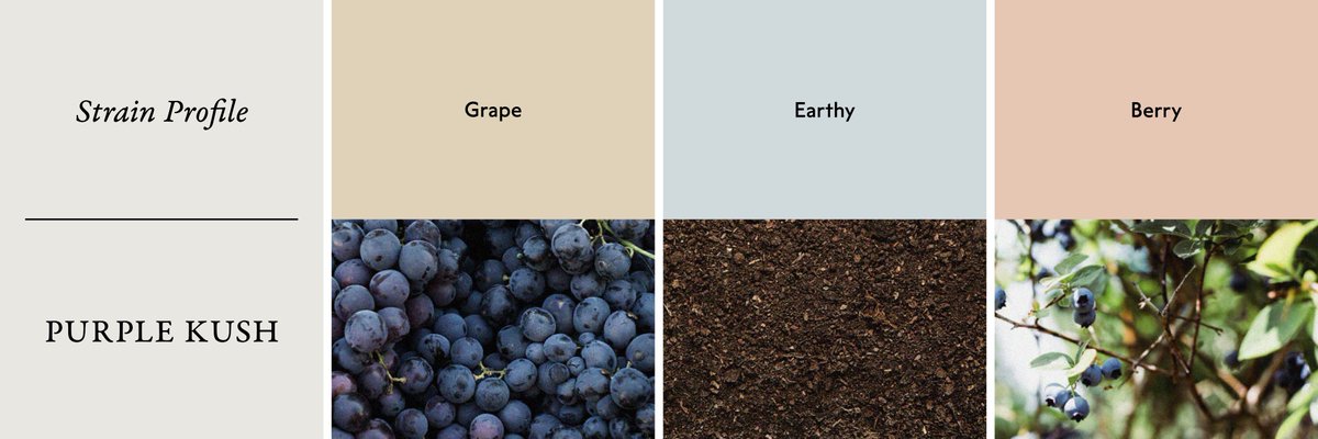 RobinsonsCann's tweet photo. Prominent amounts of caryophyllene, limonene, linalool and humulene lend to the earthy, robust flavour profile of our Purple Kush, offset by its sweeter, namesake notes of berry and grape. 

What do you taste first? 🍇🌱 https://t.co/dYwj17zWSl