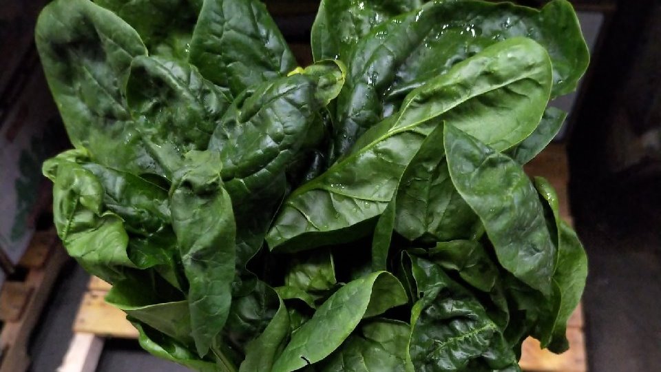 GamblesProduce's tweet photo. Fresh bunched spinach from @TalleyFarms is now available at Gambles. Talk to your sales rep for details.
#fresh #spinach #greens #gamblesproduce #delicious #ontariofoodterminal https://t.co/wHeRRbIjXe