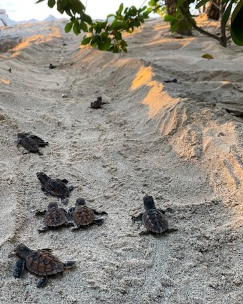 Starting the week off by watching our baby turtle hatchlings scurry down the beach, and into the ocean. Who wants to come watch? 👀🐢
#Caribbeantravel #privateislandresort #sustainabletourism #barefootluxury