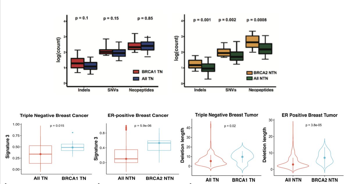 We next wanted to examine directly influences on the genome of BRCA1 and BRCA2 aberrations in breast cancer, compared to histologic controls. With help of Jorge Reis-Filho, we noted BRCA2 tumor had a more profound influence on the genome compared to BRCA1 (12/N)