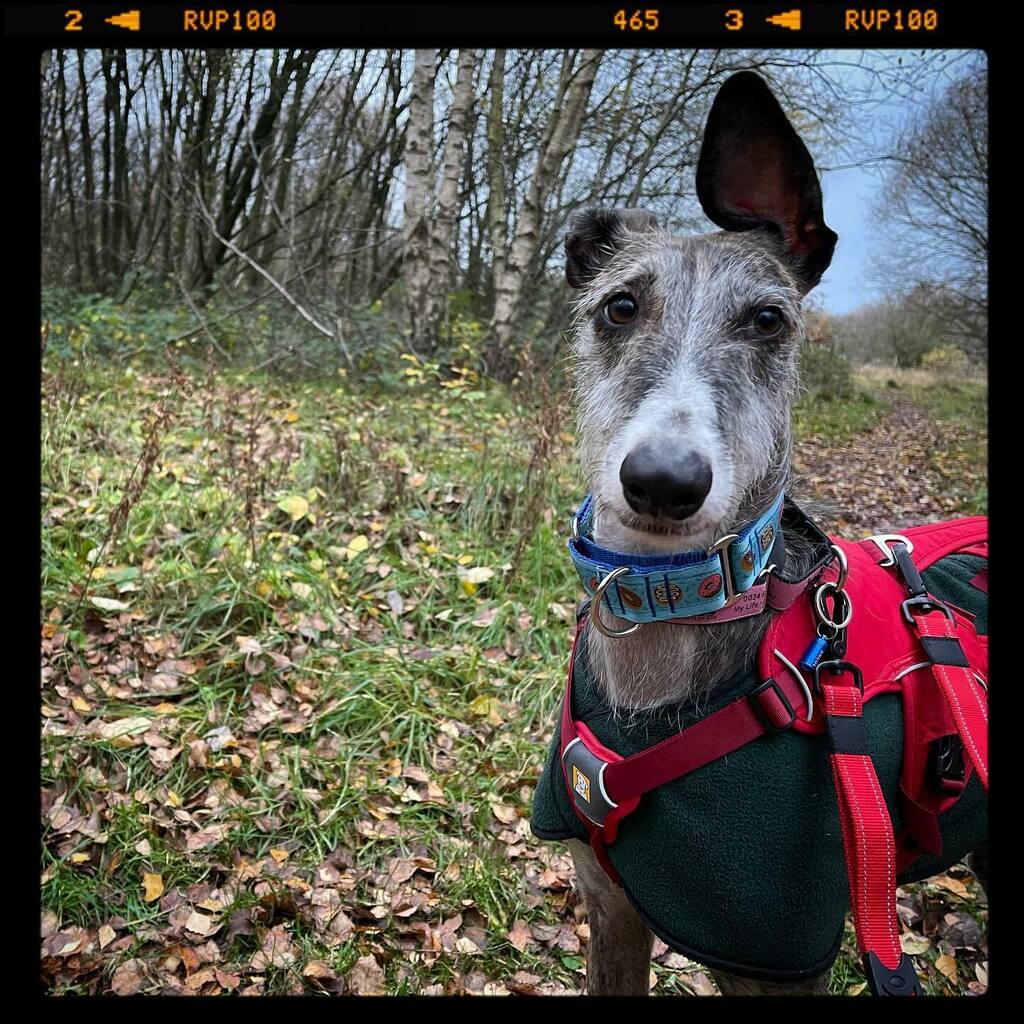 photocumbria's tweet photo. Nine-o’clock ears at 3pm #galgo #rescuedog #dogsofinstagram .
.
.
.
.
 #instagramdogs #petstagram #greyhound #dogs_of_instagram #puppylove #weeklyfluff #ilovemydog #doglovers #dogoftheday #dogsofig #doglover #doglife #instapet #lovepuppies #petsofinstagr… https://t.co/ibfzwsninU https://t.co/0mSijGzbkl