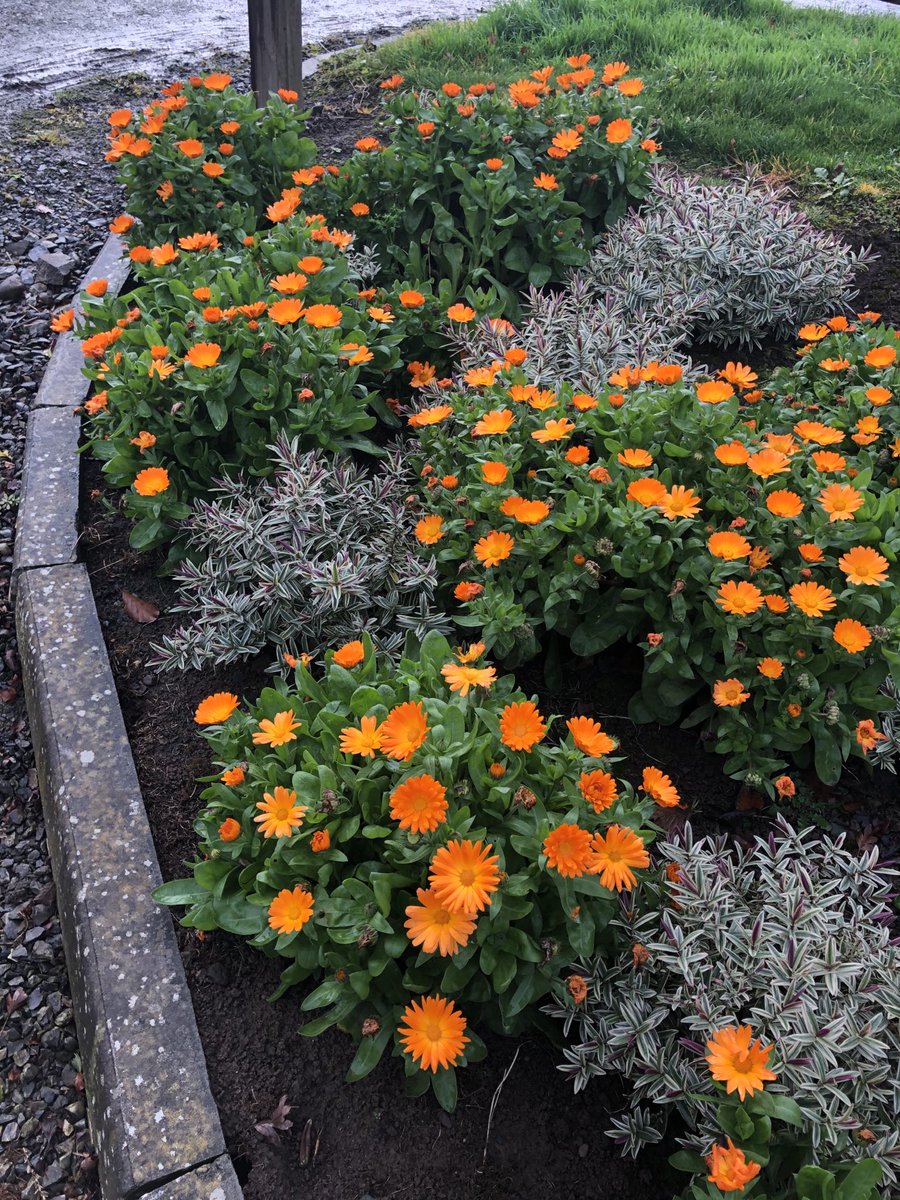 BackFarming's tweet image. Planted these marigolds among hebes during the summer for 🐝 and they’re still giving plenty of colour on these damp cold days.